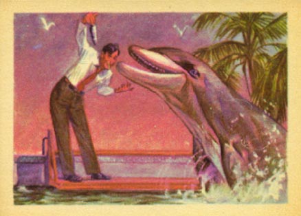 1956 Adventure Bottlenosed Dolphin #27 Non-Sports Card