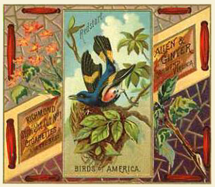 1888 Allen & Ginter Birds of America Redstart #33 Non-Sports Card