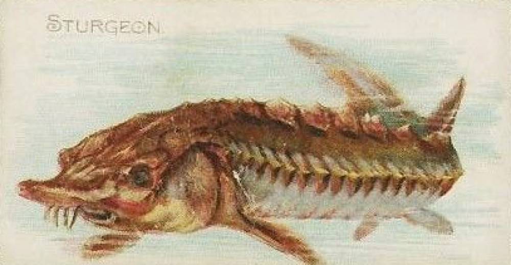 1889 Allen & Ginter Fish From American Waters Sturgeon #40 Non-Sports Card