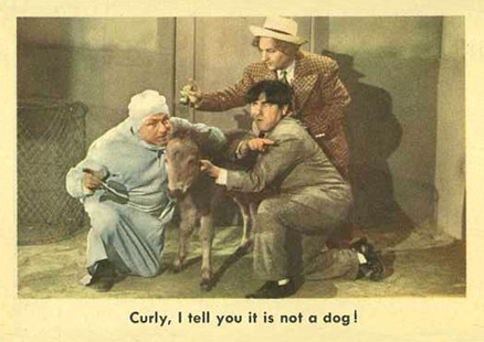 1959 The 3 Stooges Curly, I Tell You It Is Not A Dog! #67 Non-Sports Card