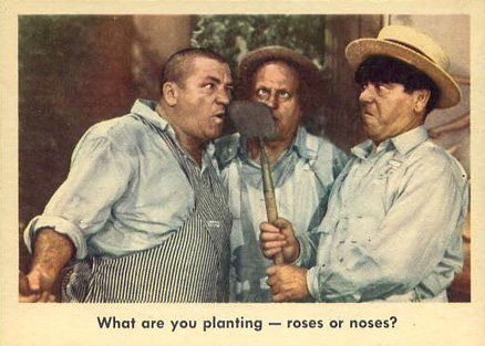 1959 The 3 Stooges What Are You Planting-Roses Or Noses? #69 Non-Sports Card