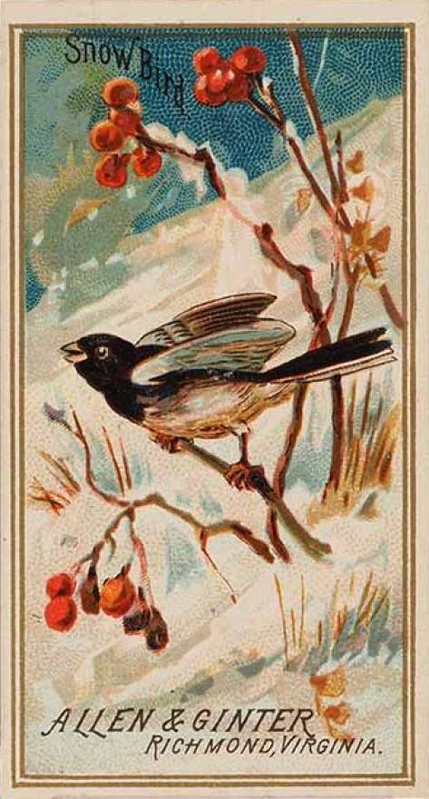 1888 N4 Allen & Ginter Birds of America Small Snow Bird # Non-Sports Card