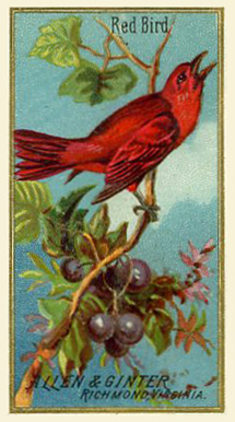 1888 N4 Allen & Ginter Birds of America Small Red Bird # Non-Sports Card