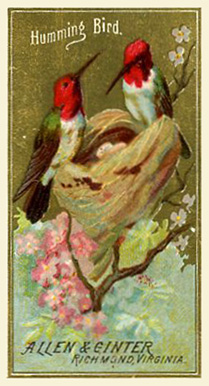 1888 N4 Allen & Ginter Birds of America Small Humming Bird # Non-Sports Card